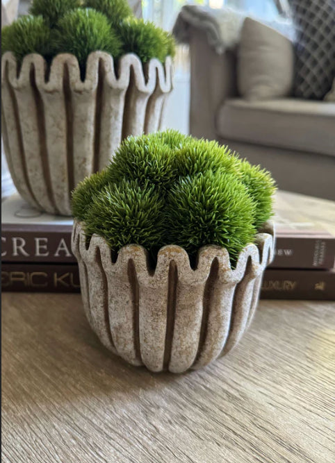 Dianthus in a Ribbed Wavy Top Stone Pot