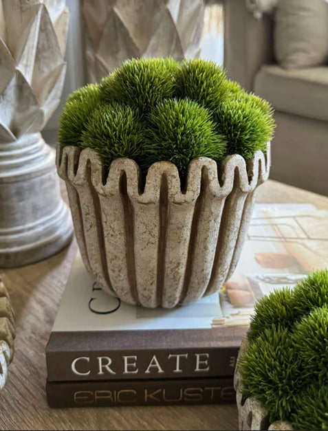 Dianthus in a Ribbed Wavy Top Stone Pot
