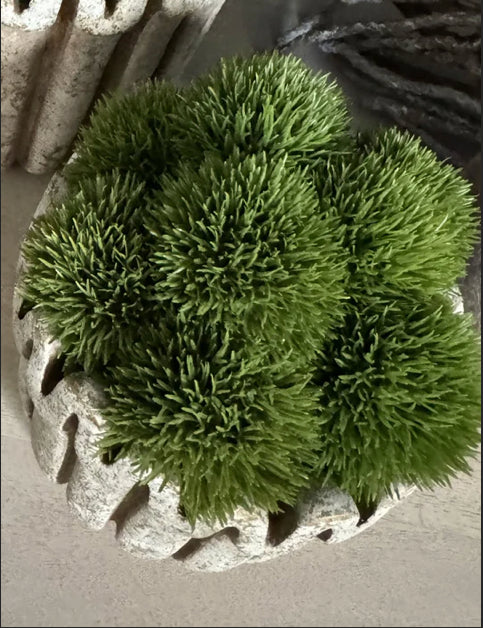 Dianthus in a Ribbed Wavy Top Stone Pot